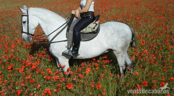 Caballos Capados Cruzado - Caballo tordo mosqueado