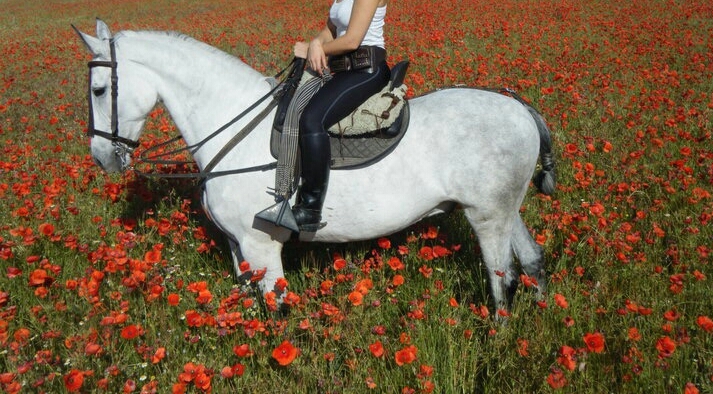 Caballos Capados Cruzado - Caballo tordo mosqueado