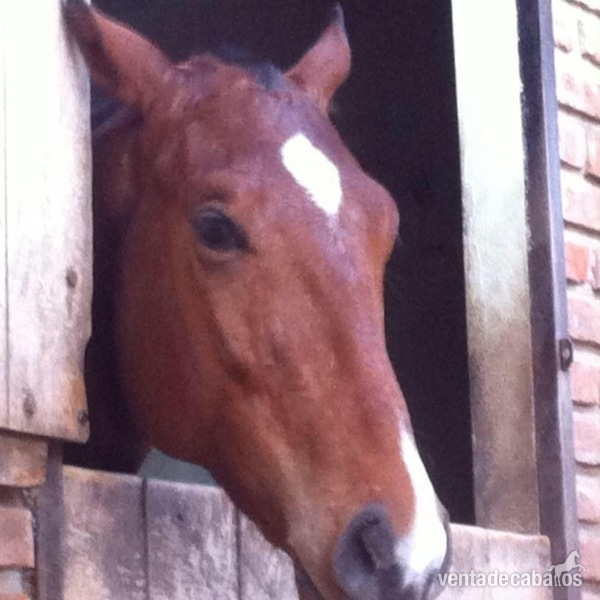 Caballo spc 5 años ganador de una carrera in 