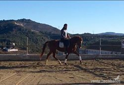 Hispano-Arabe