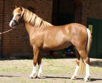 Pony llamativo bien entrenado