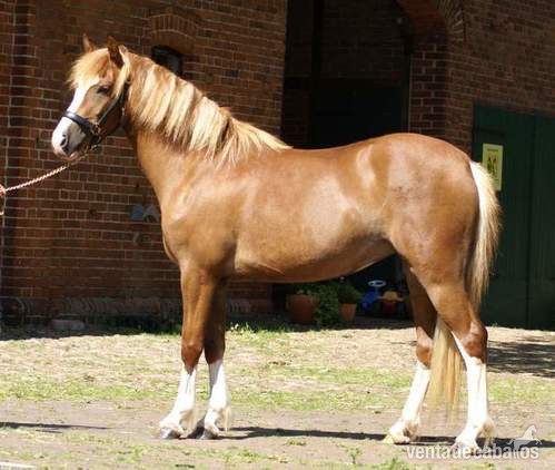 Pony llamativo bien entrenado in 