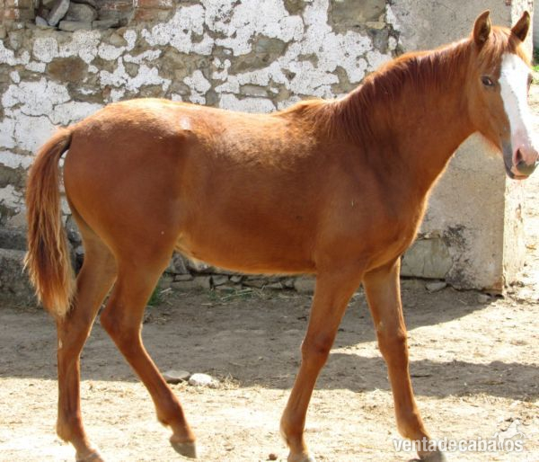 SE VENDE POTRA PRE ALAZANA in 