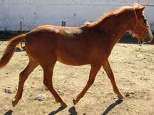 SE VENDE POTRA PRE ALAZANA