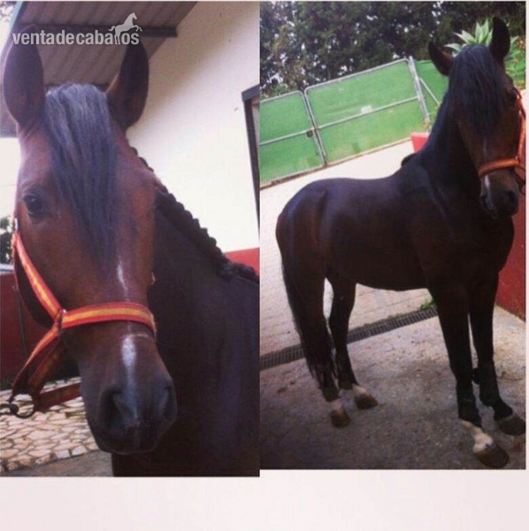 Se vende potro 4 años in 