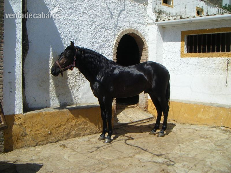 SEMENTAL PARA REJONEO P.R.E.  in 