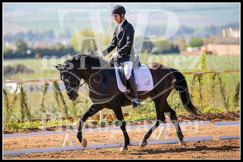 Se vende caballo español y entero de 6años de edad in 