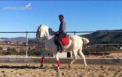 Hispano-Arabe