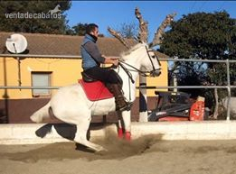 Hispano-Arabe {TYPE}