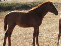 SE VENDE POTRA PRE ALAZANA