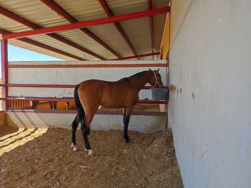 Caballo de Deporte Español (CDE)
