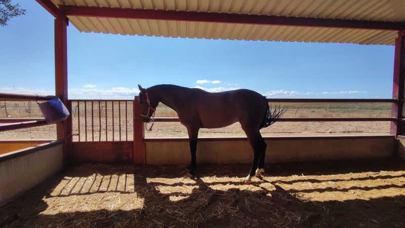 Caballo de Deporte Español (CDE) {TYPE}
