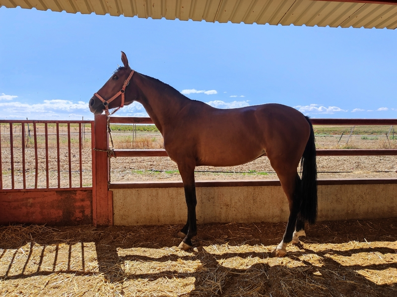Potras Caballo de Deporte Español (CDE) - Potra hispano angloarabe 