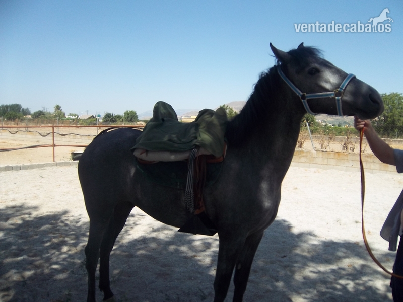 Yegua Pura Raza Española in 