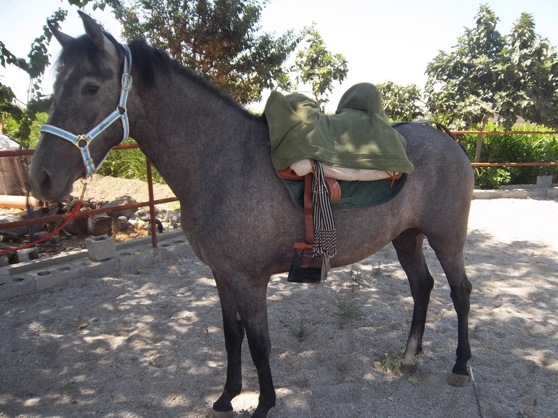 Pura Raza Española