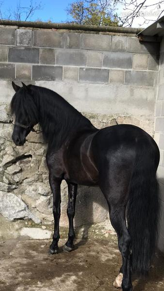 CABALLO PRE NEGRO EN VENTA in 