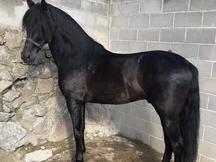CABALLO PRE NEGRO EN VENTA