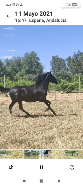Yegua Hispano Árabe in 