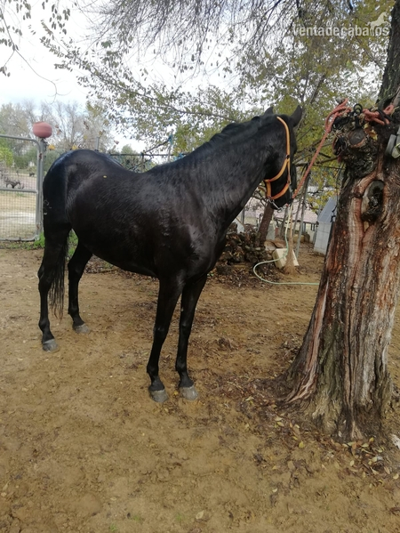 Hispano Árabe {TYPE}