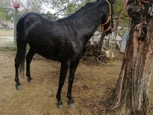 Yegua Hispano Árabe