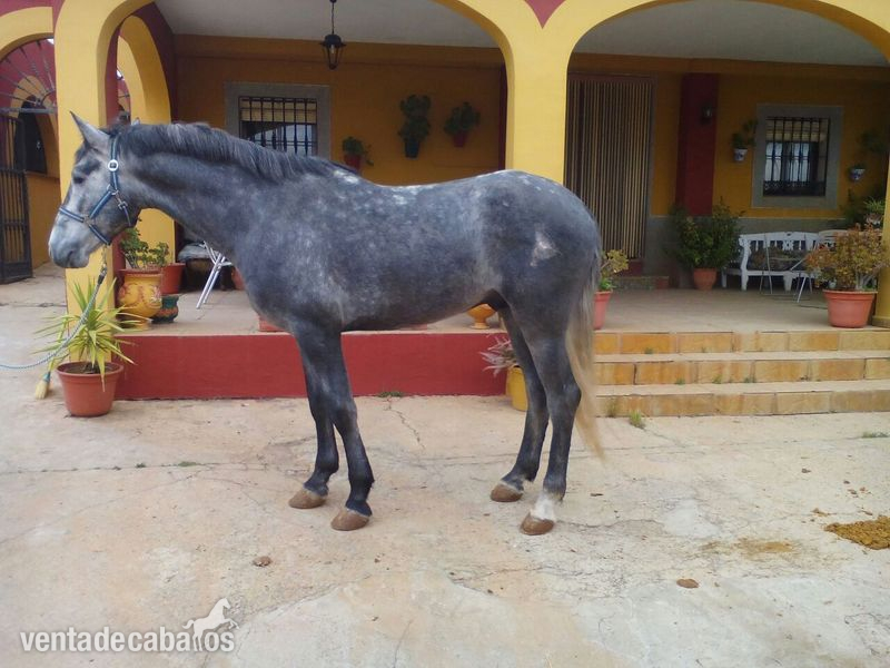 Caballo PRE con 4 años in 