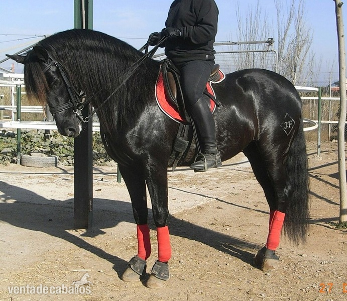 Pura Raza Española