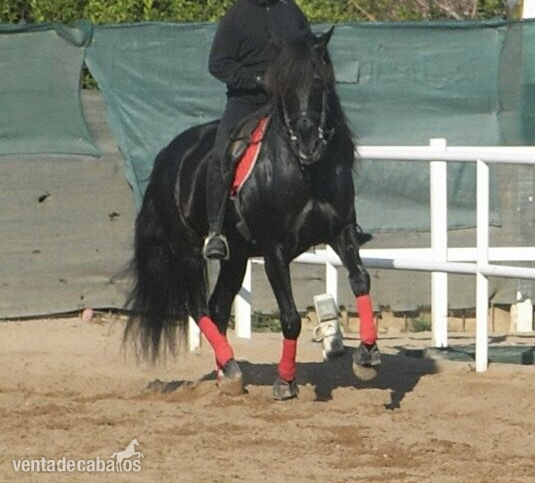 Caballos Pura Raza Española (P.R.E.) Pura Raza Española - Espectacular caballo negro pre