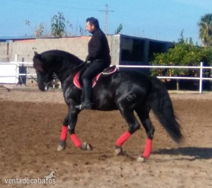 Espectacular caballo negro pre - Caballos Pura Raza Española (P.R.E.) Pura Raza Española