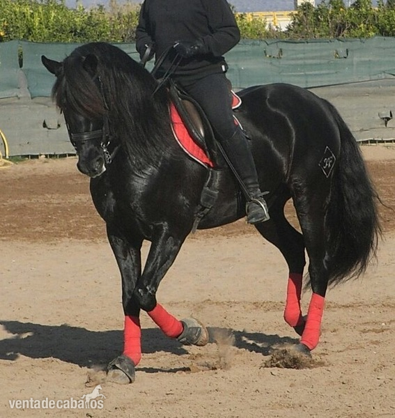 Espectacular caballo negro pre - Pura Raza Española