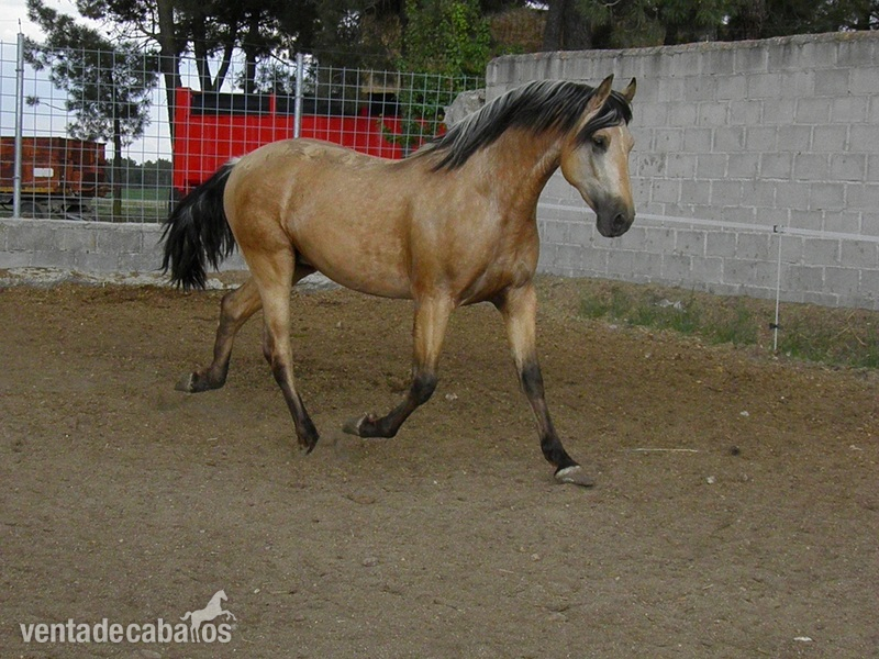 PRE BAYO 3 AÑOS in 