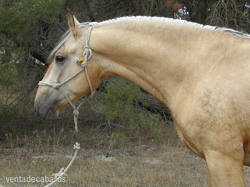 Caballos Pura Raza Española (P.R.E.) PRE - PRE BAYO 3 AÑOS