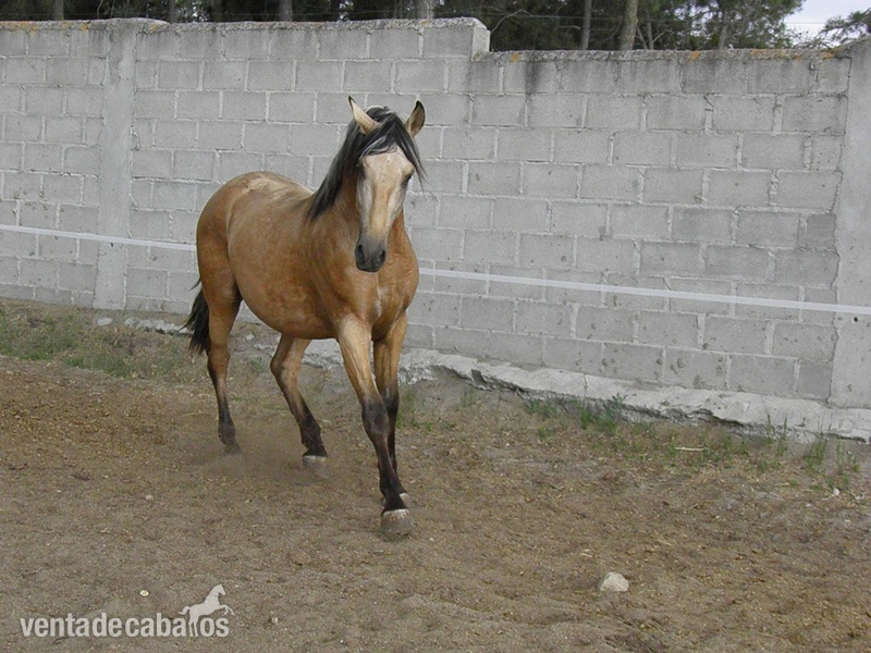 PRE BAYO 3 AÑOS - Caballos Pura Raza Española (P.R.E.) PRE