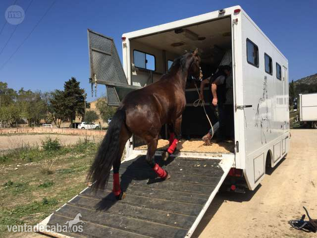 Transporte equino in 