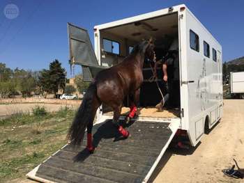 Transporte equino
