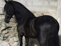 Venta de caballo negro. Pre