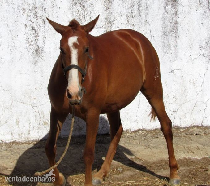 SE VENDE POTRA PRE ALAZANA in 