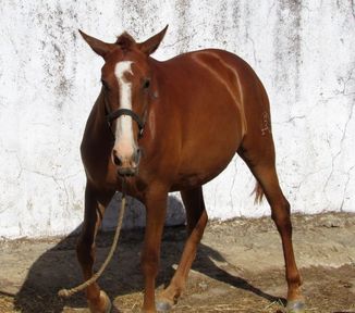 SE VENDE POTRA PRE ALAZANA