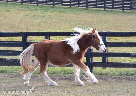 VANNER GITANO REGISTRADO EN VENTA in 