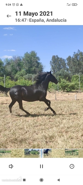 Hispano Árabe {TYPE}