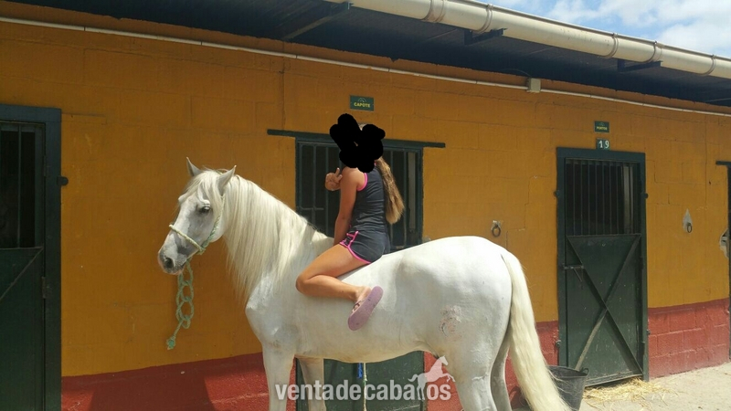 CABALLO PRE 11 AÑOS in 