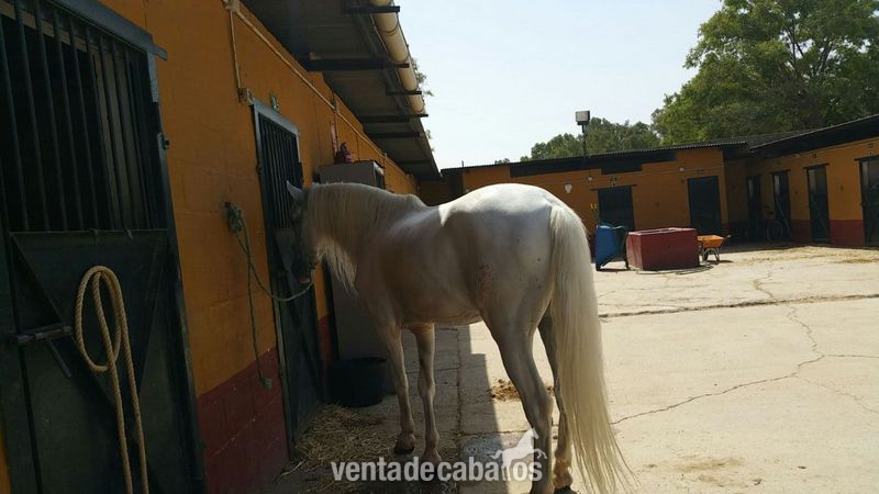 Caballos Pura Raza Española (P.R.E.) Pura Raza Española - CABALLO PRE 11 AÑOS