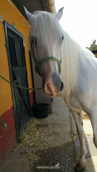 CABALLO PRE 11 AÑOS - Caballos Pura Raza Española (P.R.E.) Pura Raza Española