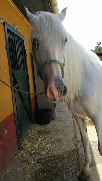 CABALLO PRE 11 AÑOS - Caballos Pura Raza Española (P.R.E.) Pura Raza Española