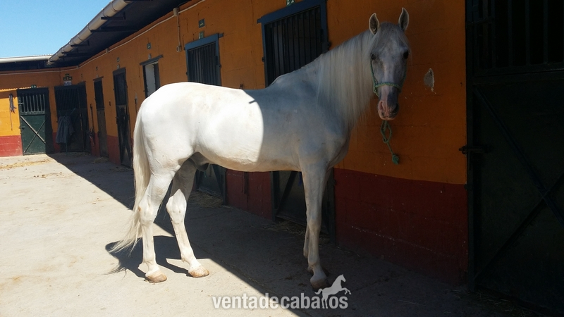 CABALLO PRE 11 AÑOS - Pura Raza Española