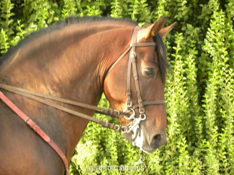 Caballos Pura Raza Española (P.R.E.) Pura Raza Española - Vendo caballo iniciado en alta escuela