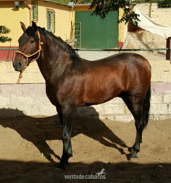 Vendo caballo iniciado en alta escuela - Caballos Pura Raza Española (P.R.E.) Pura Raza Española