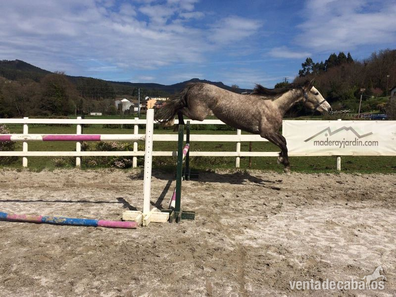 BWP. CABALLO DEPORTE BELGA 