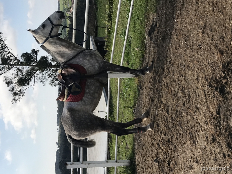 Yeguas Hispano-Arabe - Se Vende Yegua Hispano-Arabe 