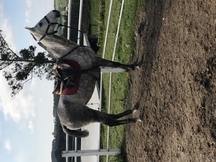 Se Vende Yegua Hispano-Arabe