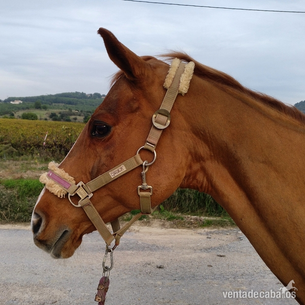 Yegua y Pony D económicas in 